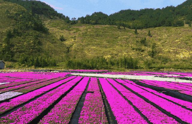 西安旅游景区直通车推出春节优惠,西安免费景点直通车
