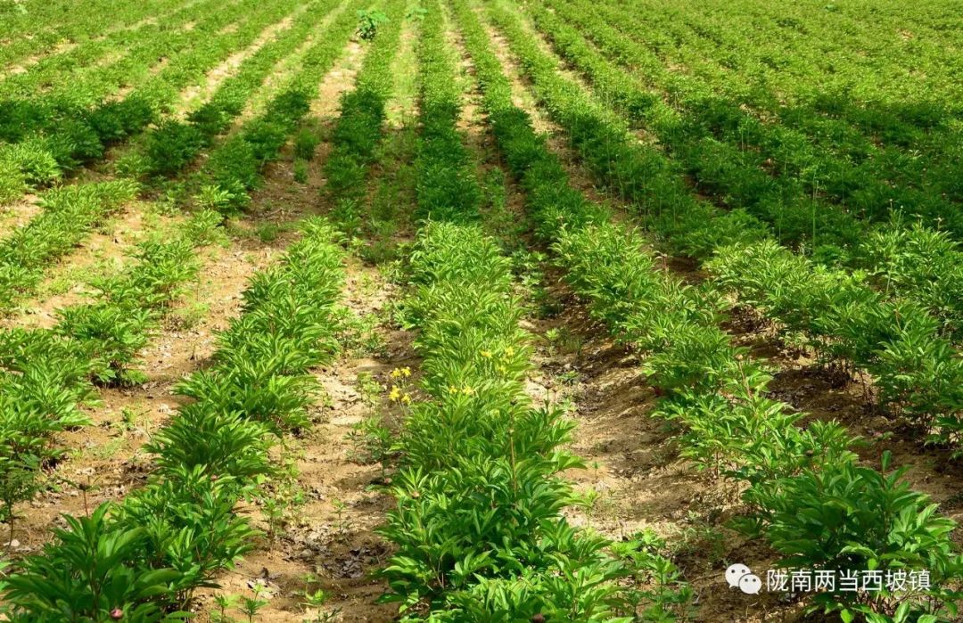 新型土地流转合作社,合作社带动农户土地流转