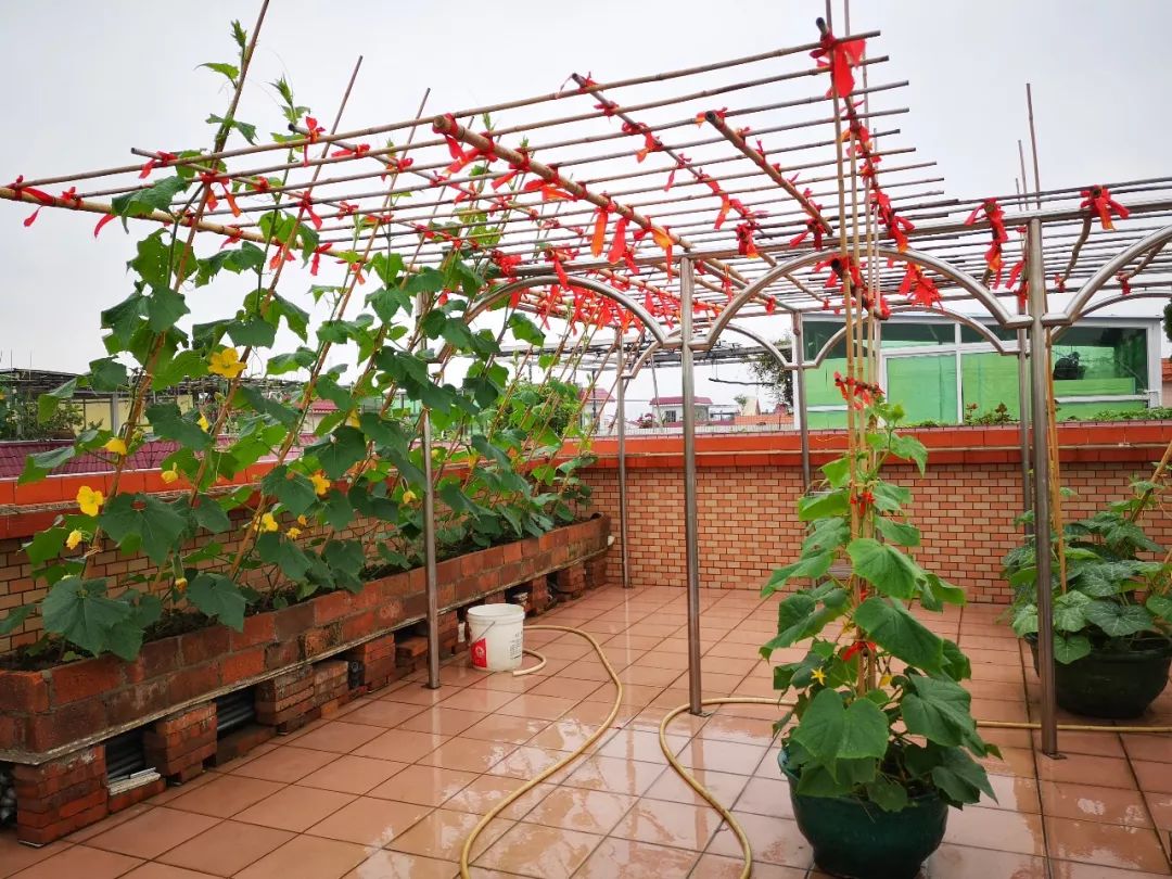 天台果园种植视频,天台农民的果园