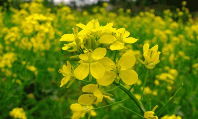 生育喜报,不孕症患者怀孕的喜讯