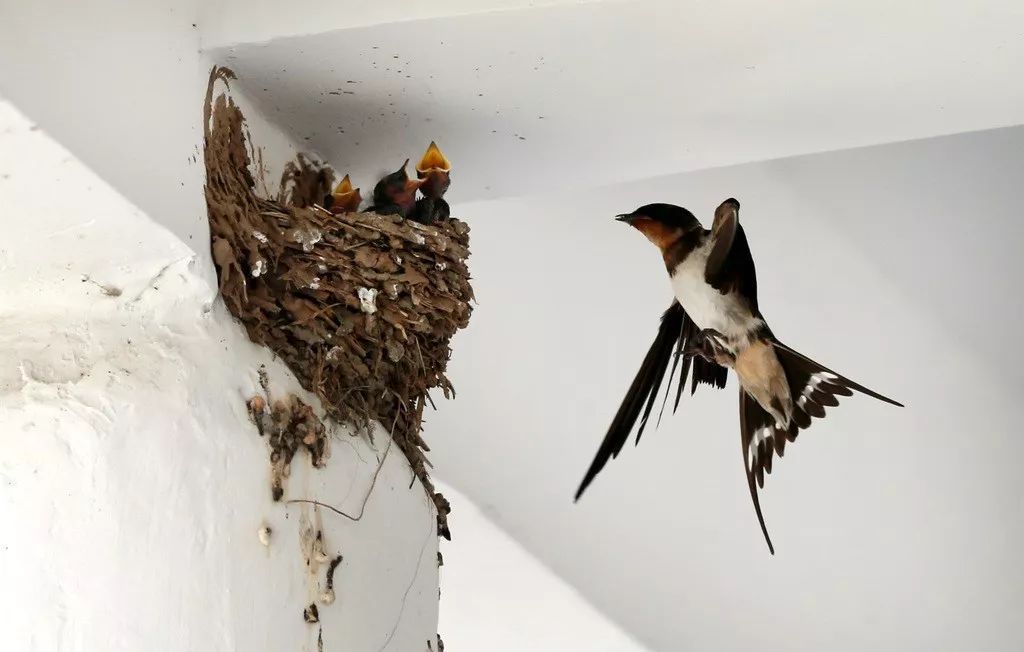被吹上天却没有用的十种食物,被吹上天的食物没有什么价值