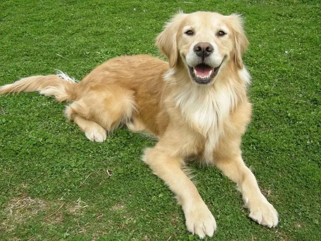 不用喂药！不用追！轻轻喷在它们的必经之路，就能瞬间“制服”！