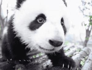 熊猫萌,熊猫萌啦