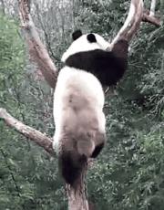 熊猫萌,熊猫萌啦