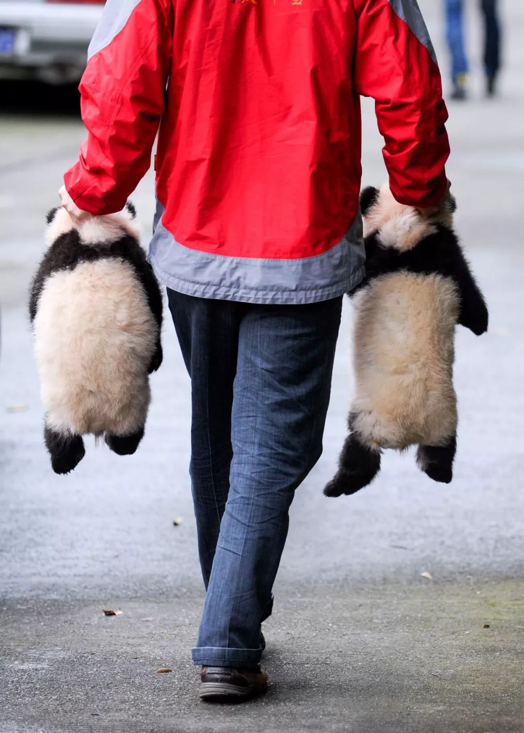 熊猫萌,熊猫萌啦