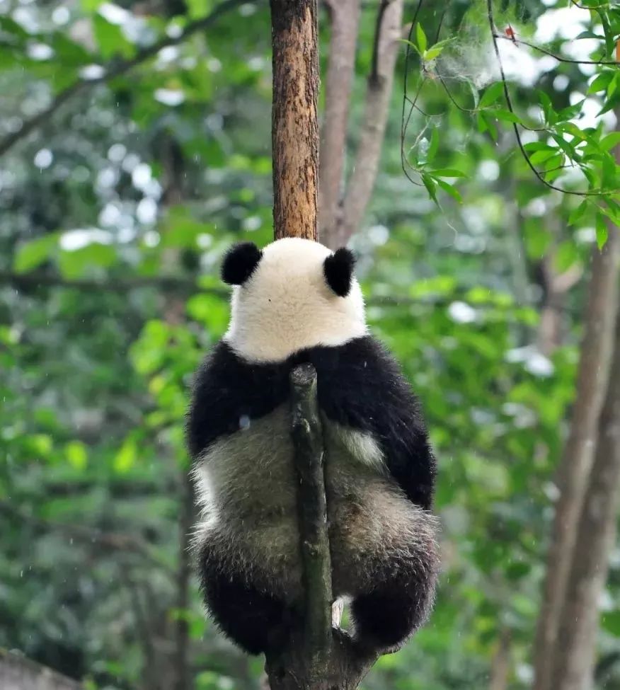 熊猫萌,熊猫萌啦