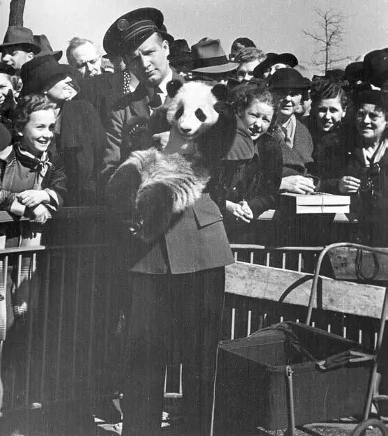 熊猫萌,熊猫萌啦