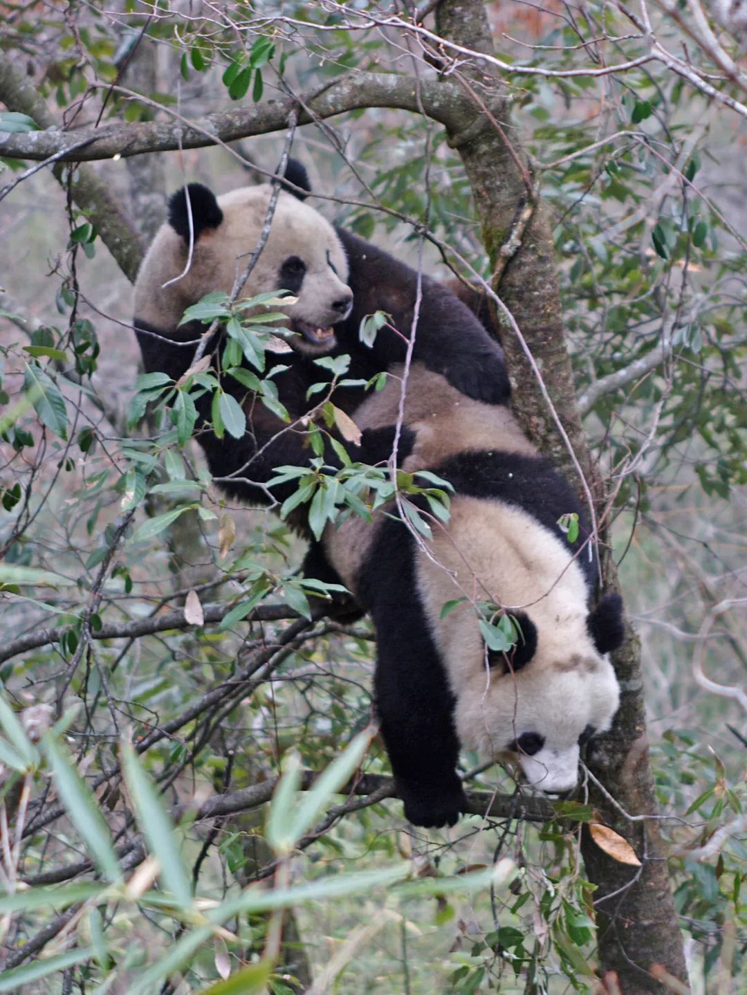 熊猫萌,熊猫萌啦