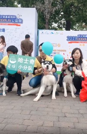 哈士奇合影照,哈士奇全家福完整版