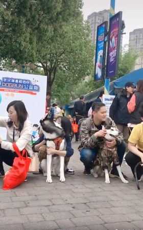 哈士奇合影照,哈士奇全家福完整版