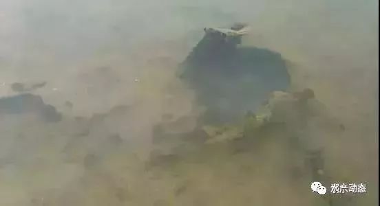 空池塘用什么除青苔最彻底,除青苔藻类最好方法