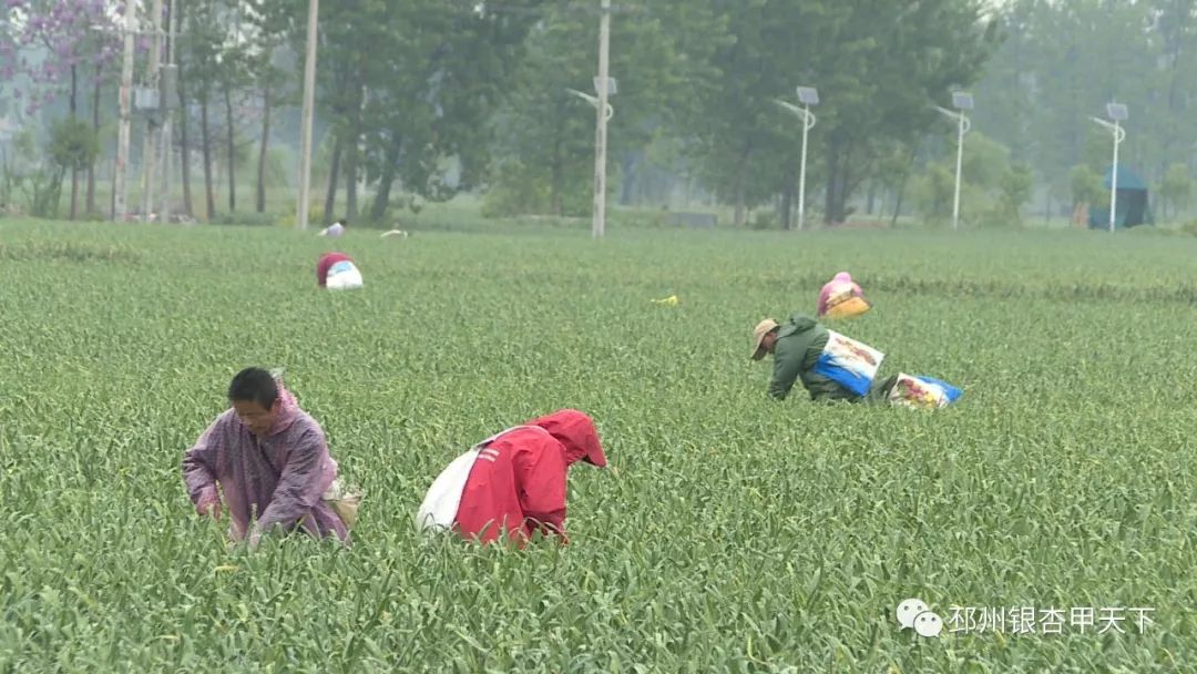 宿羊山10万亩蒜苔迎来采摘季，今年价格翻了好几番！
