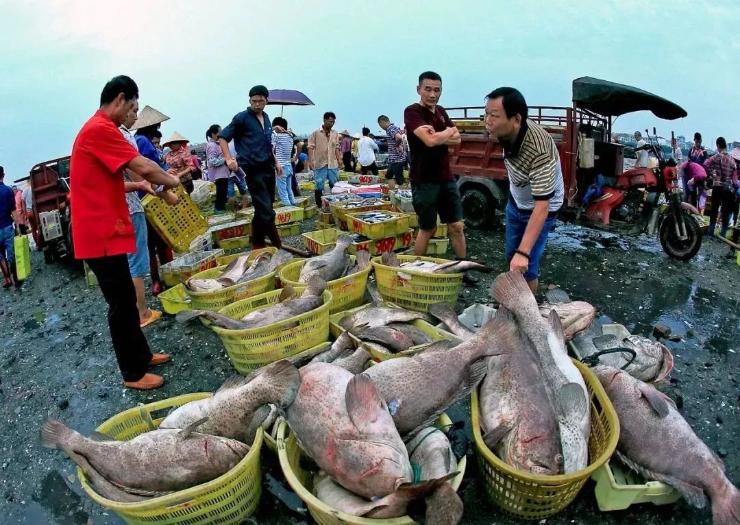 防城港鱼虾蟹,防城港吃鱼虾蟹