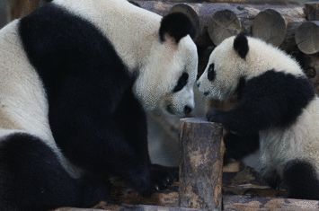 上海野生动物园游览攻略,上海野生动物园的旅游路线示意图