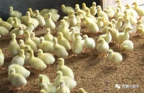 养鹅防疫的正确方法,养鹅在鹅病发生时如何用药