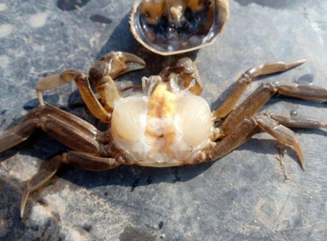 螃蟹怎么治病,养殖螃蟹生病怎么治疗