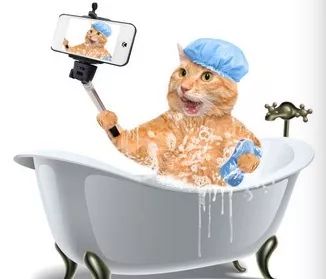 用硫磺皂给猫咪洗澡,猫咪不肯洗澡怎么办