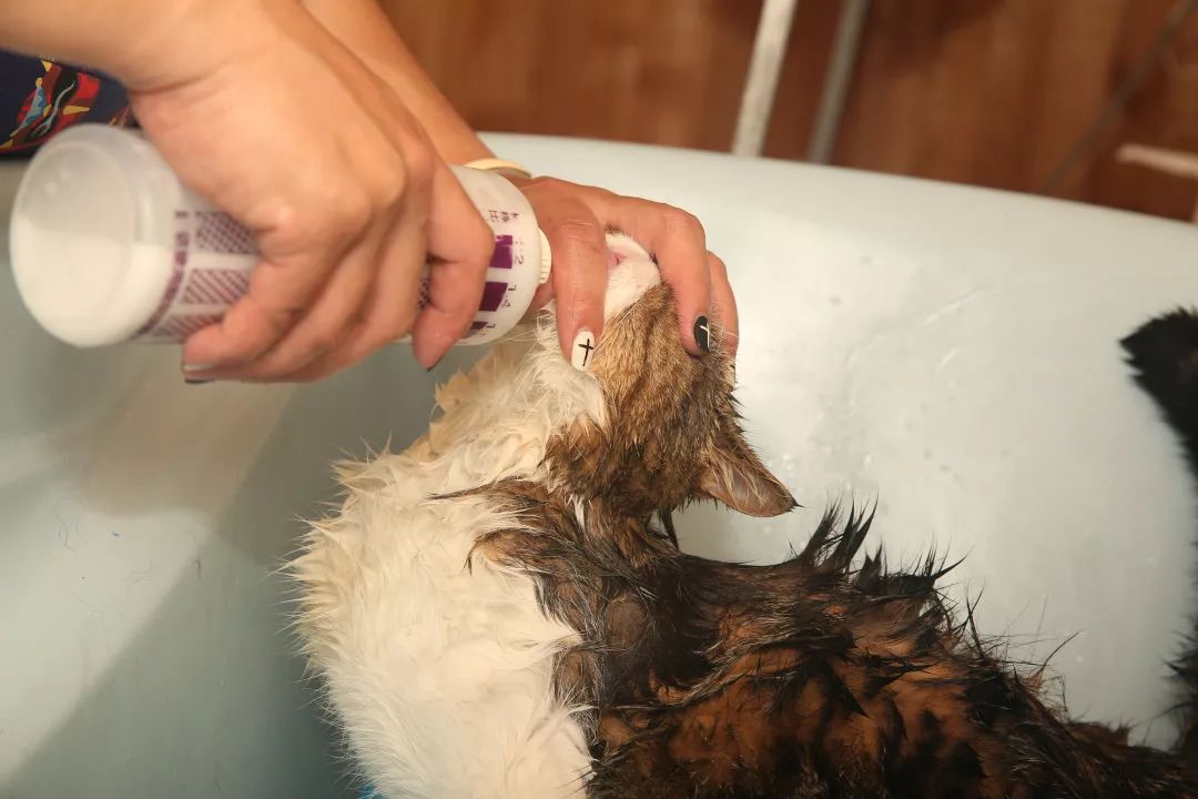 用硫磺皂给猫咪洗澡,猫咪不肯洗澡怎么办