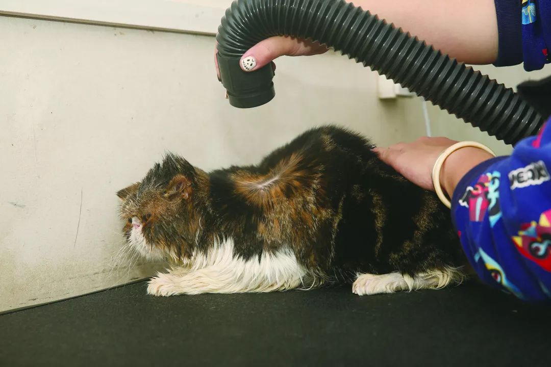 用硫磺皂给猫咪洗澡,猫咪不肯洗澡怎么办