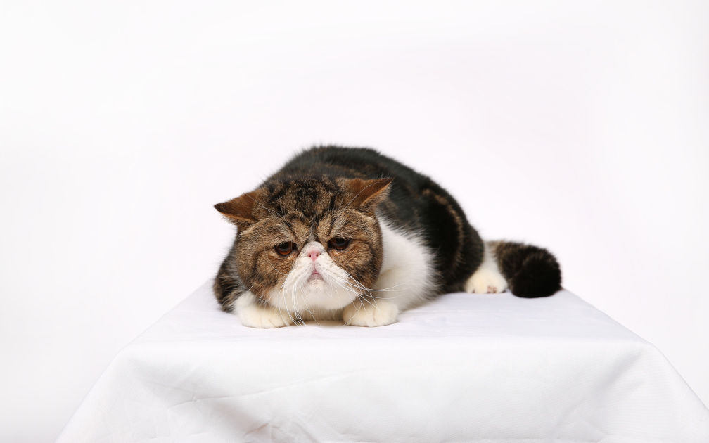 用硫磺皂给猫咪洗澡,猫咪不肯洗澡怎么办