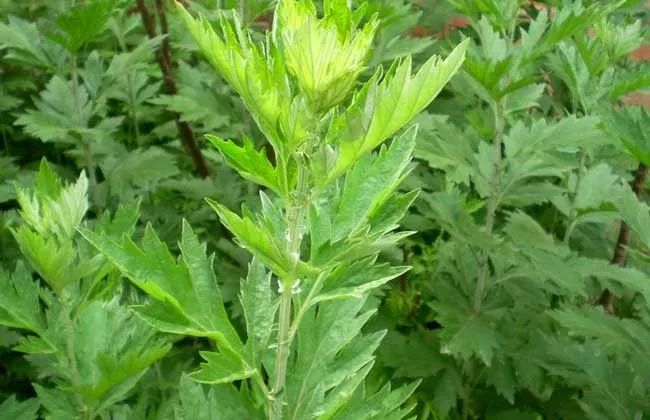 秋冬泡脚加点它,天冷了用这种方法泡脚更有益健康