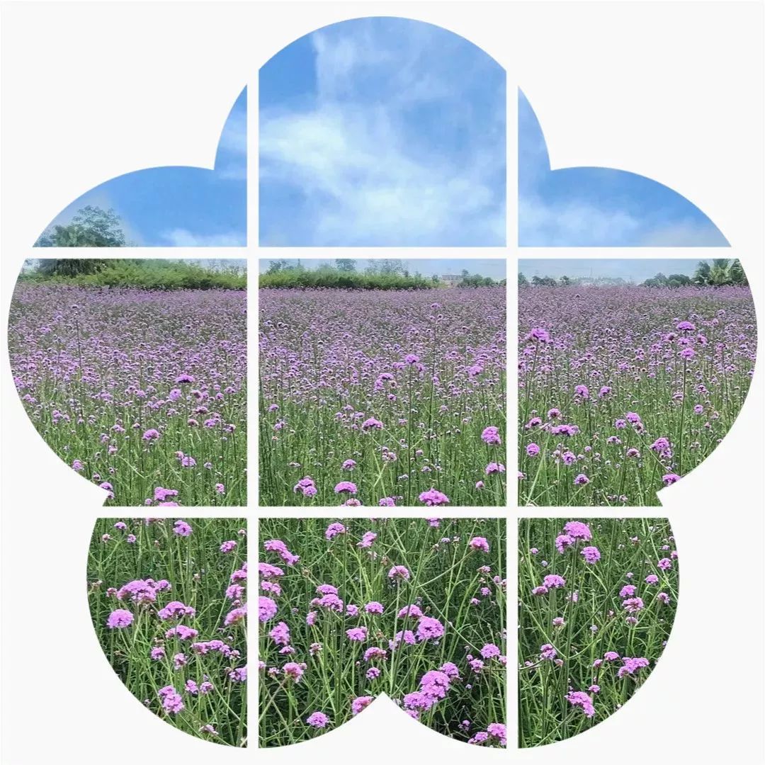 柳州赏花一日游最佳去处,赏花一日游最佳去处柳州