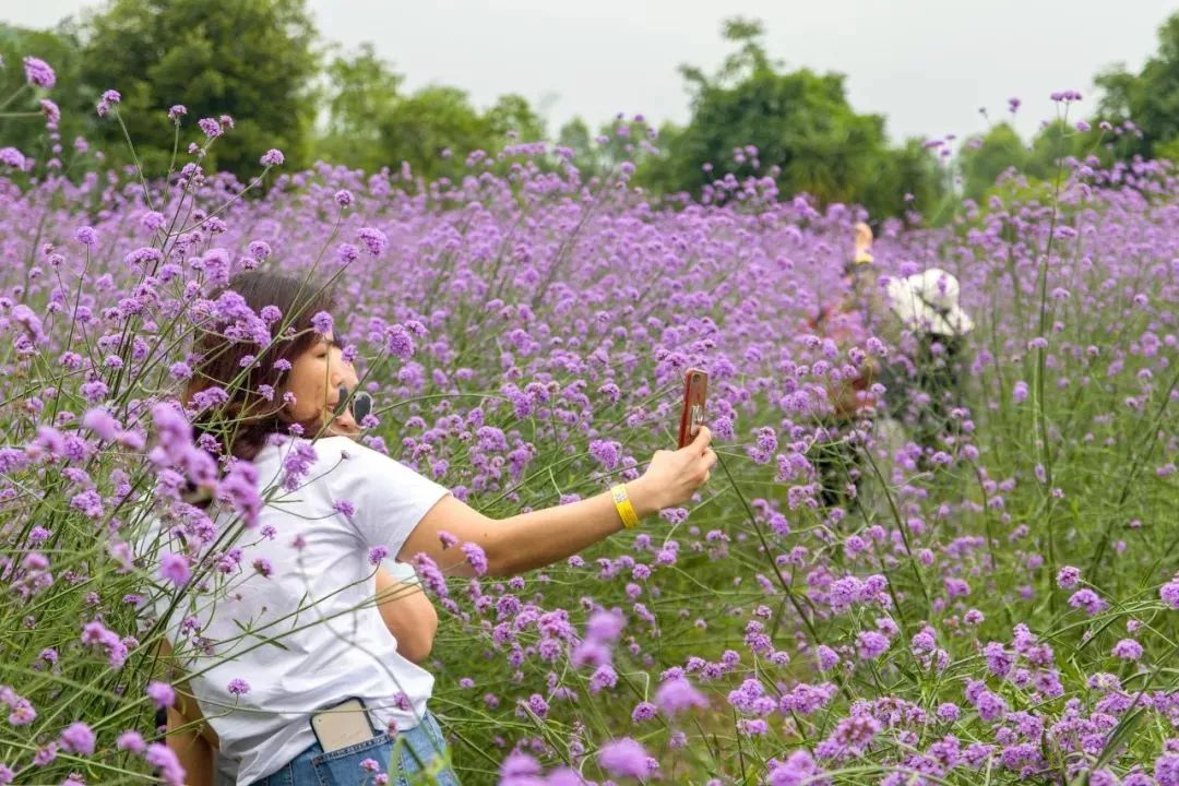 柳州赏花一日游最佳去处,赏花一日游最佳去处柳州