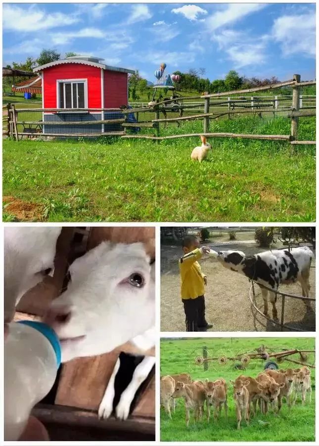 柳州赏花一日游最佳去处,赏花一日游最佳去处柳州