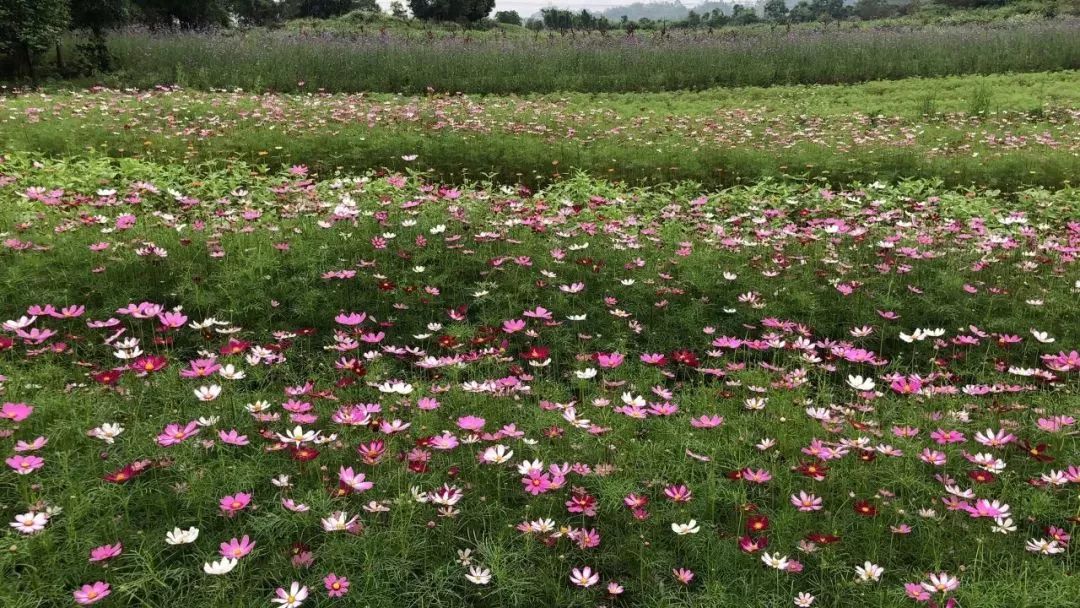 柳州赏花一日游最佳去处,赏花一日游最佳去处柳州