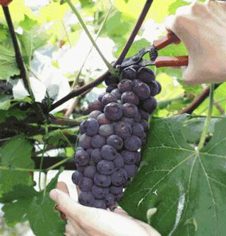 资阳哪里五一节可以去玩,五一周边不挤的景点