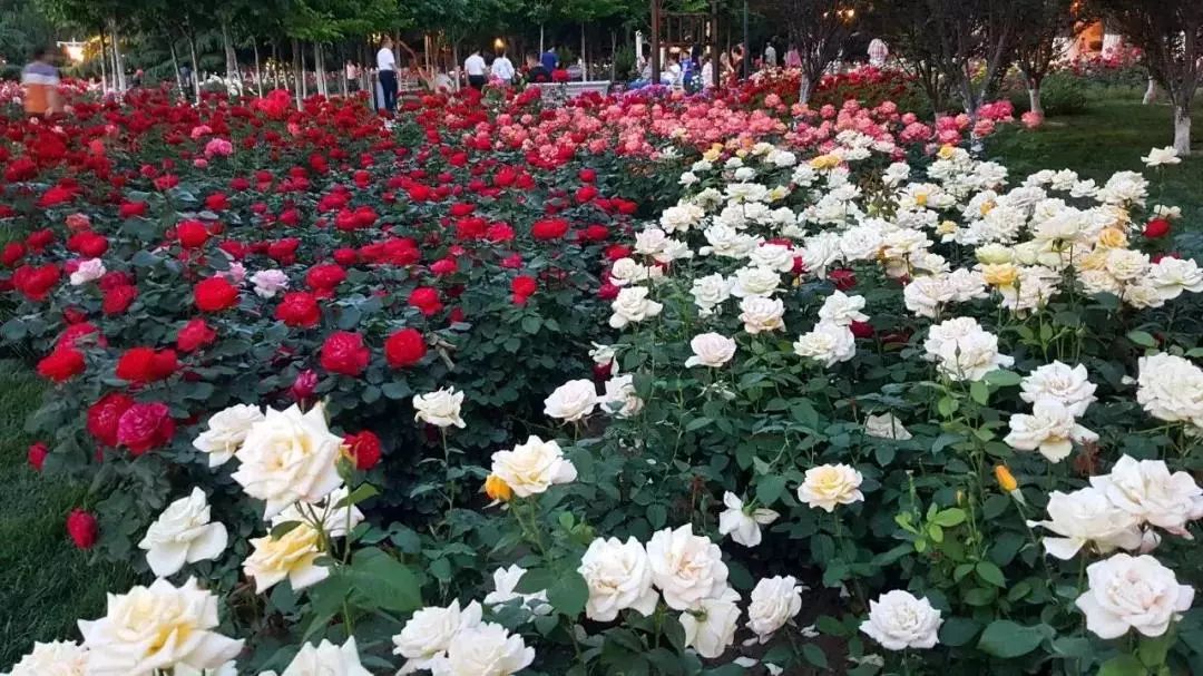 城事丨天津竟然有这么多免费公园可逛，趁假期最后一天赶紧去逛逛吧！