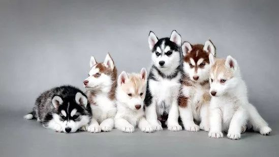 哈士奇饲养指南防拆家必备手册,哈士奇饲养指南