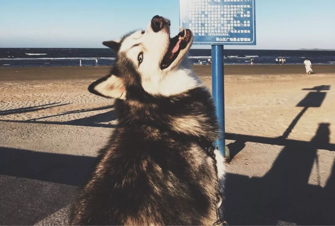 哈士奇饲养指南防拆家必备手册,哈士奇饲养指南