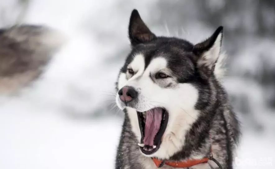 哈士奇饲养指南防拆家必备手册,哈士奇饲养指南