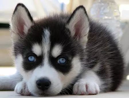 哈士奇饲养指南防拆家必备手册,哈士奇饲养指南