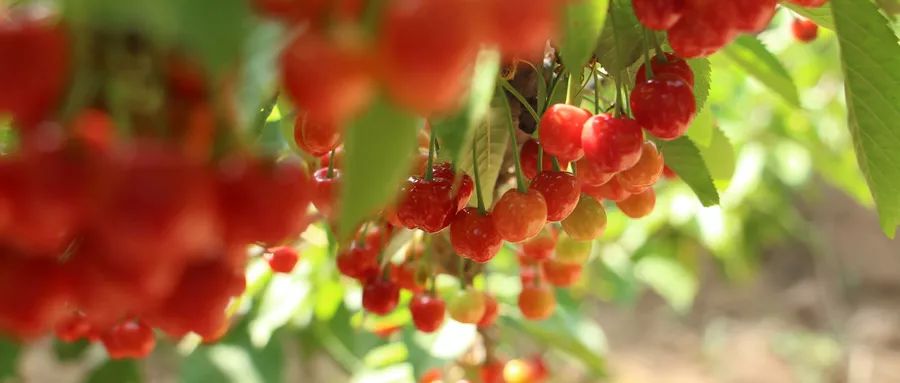 中国未来发展最好的城市郑州,郑州未来发展潜力最好的城市