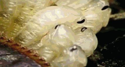 轻轻一喷快速消灭螨虫,车内蟑螂怎么消灭