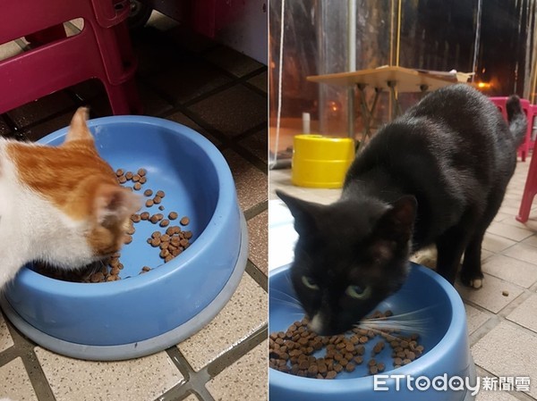 浪喵饲料整桶不见　2狗偷吃+外带