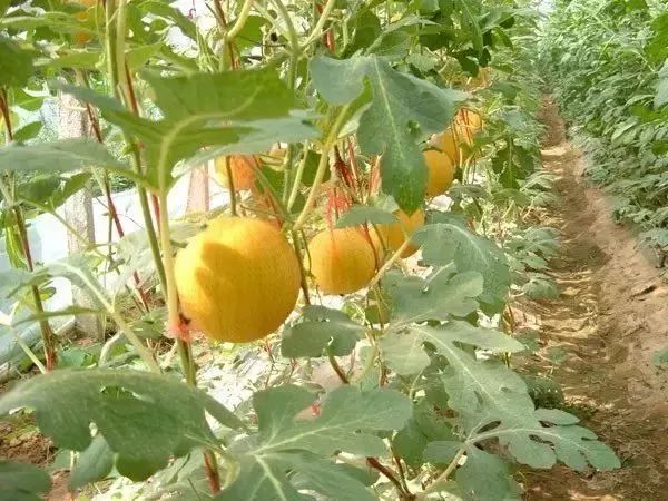 洛阳樱桃桑葚采摘最佳地点,洛阳樱桃桑葚采摘园