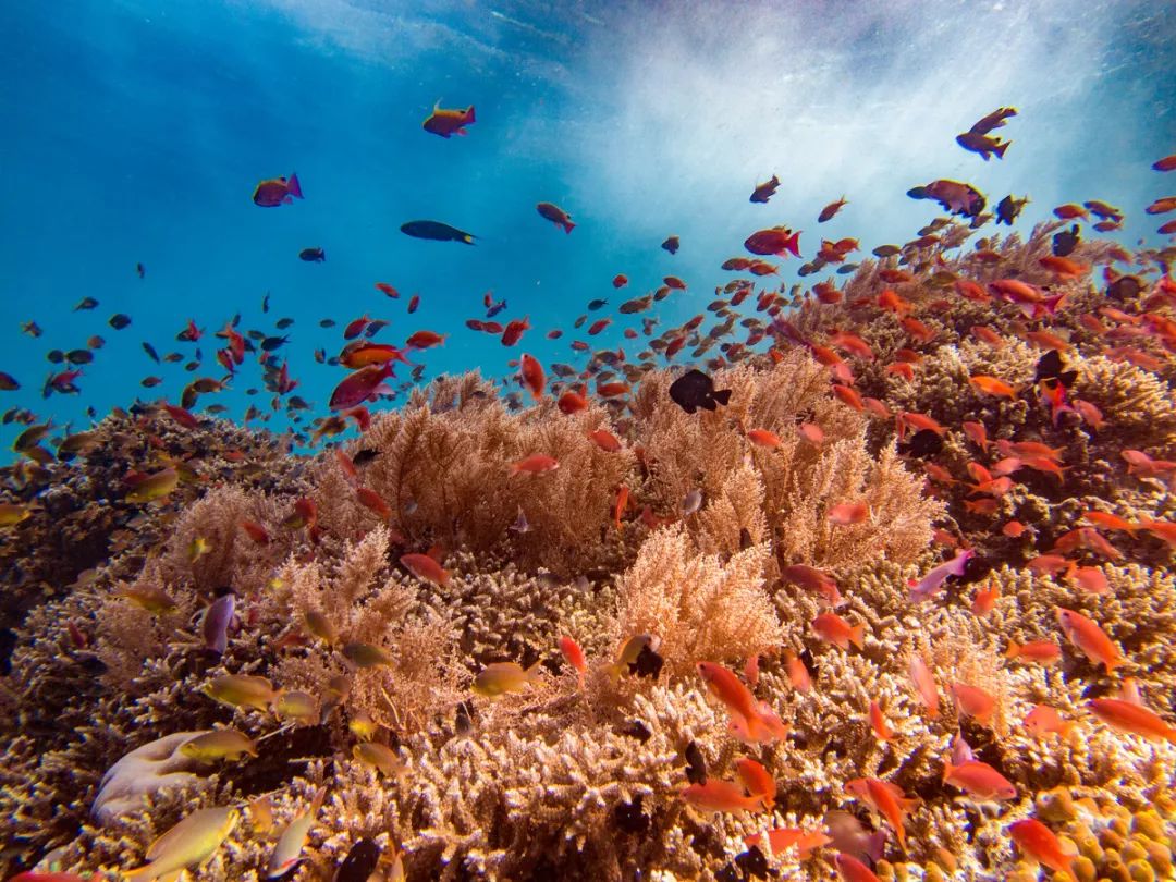 刚刚登上热搜的海上天堂，用马代1/5的钱就能玩到嗨，端午往返机票才1k+！