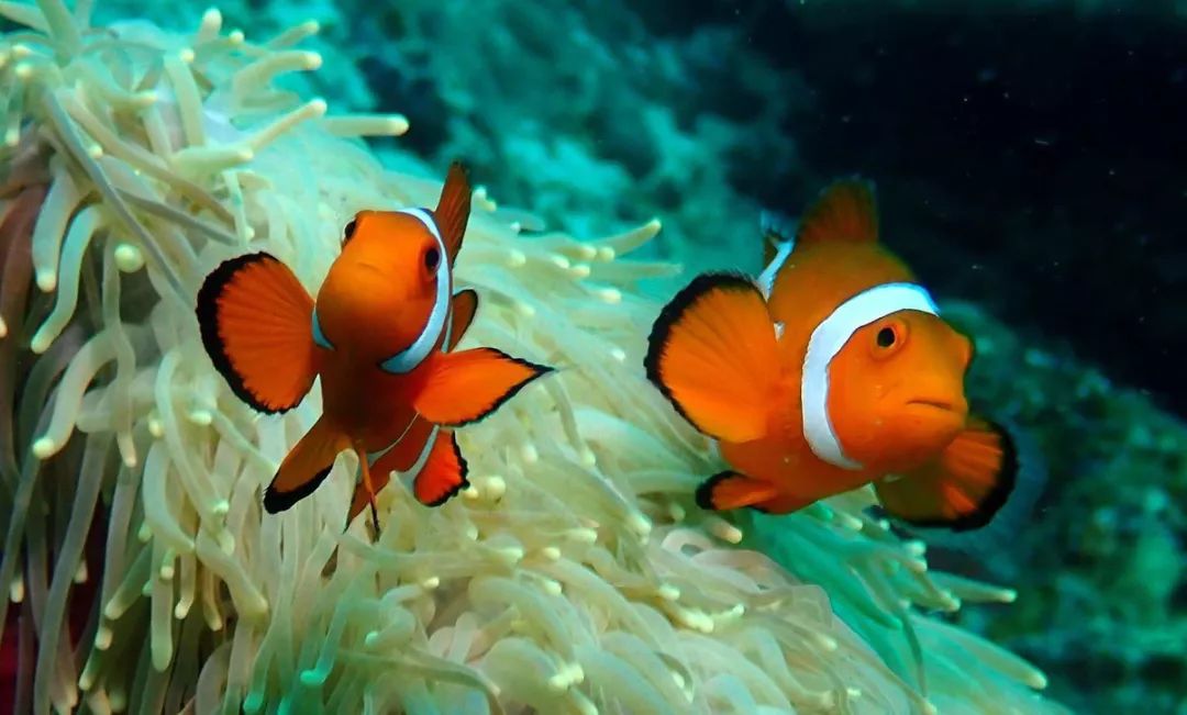 刚刚登上热搜的海上天堂，用马代1/5的钱就能玩到嗨，端午往返机票才1k+！