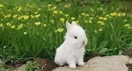 关于兔子胆小怕惊的科普知识,兔子哪个最危险而且不咬人