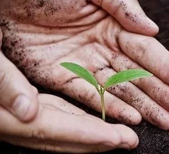 拿什么拯救我的你,拿什么拯救我的植物