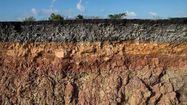 拿什么拯救我的你,拿什么拯救我的植物