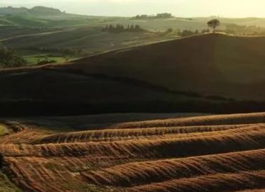 拿什么拯救我的你,拿什么拯救我的植物