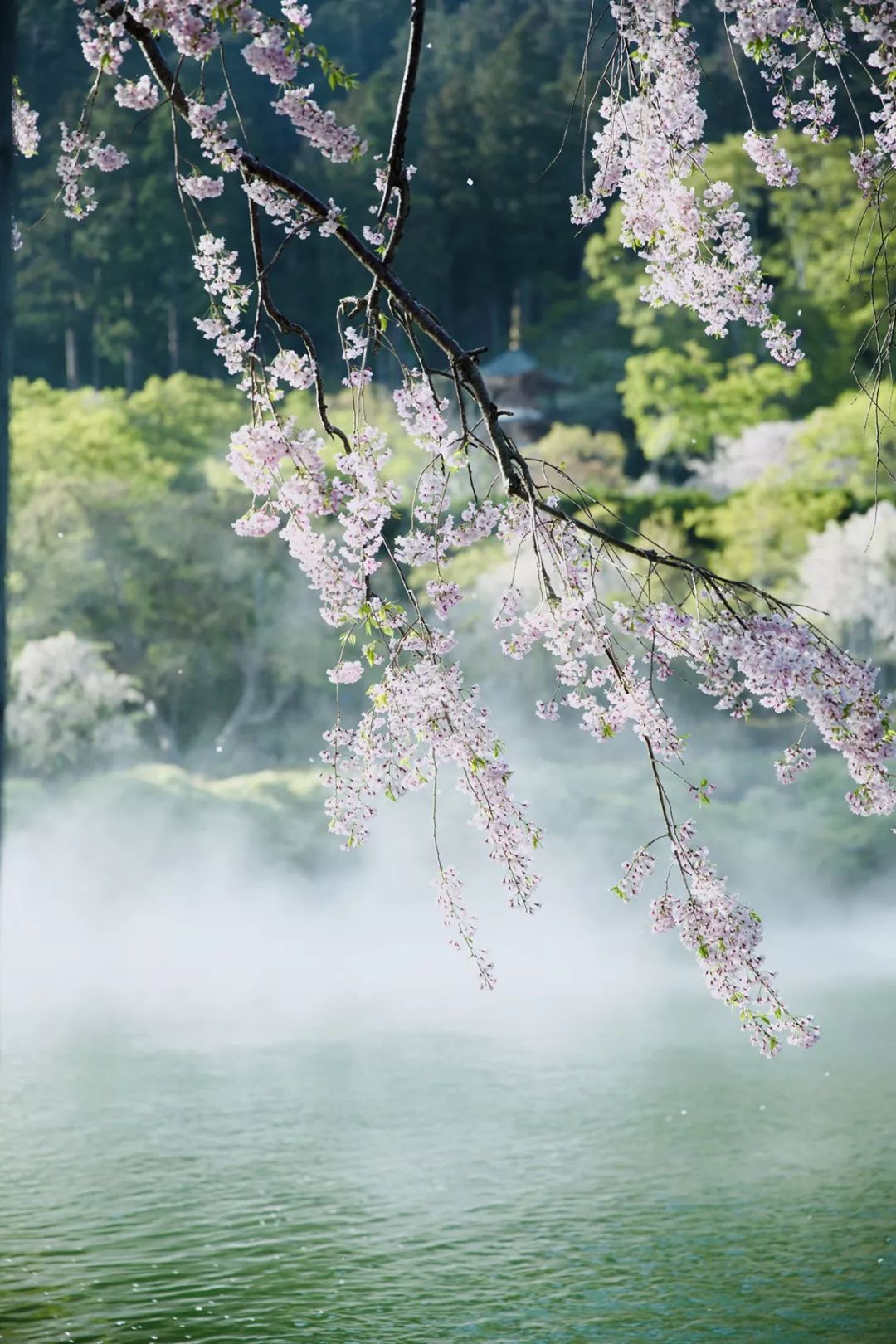 大阪｜你错过了这座带仙气儿的寺庙，以及跳蚤市场和潮牌一条街…