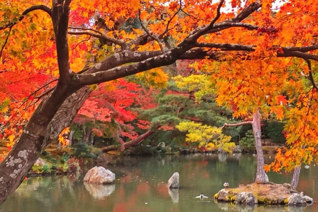 大阪｜你错过了这座带仙气儿的寺庙，以及跳蚤市场和潮牌一条街…