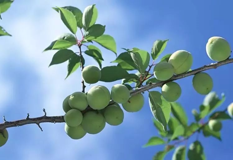 写梅子的诗句,写梅子诗句