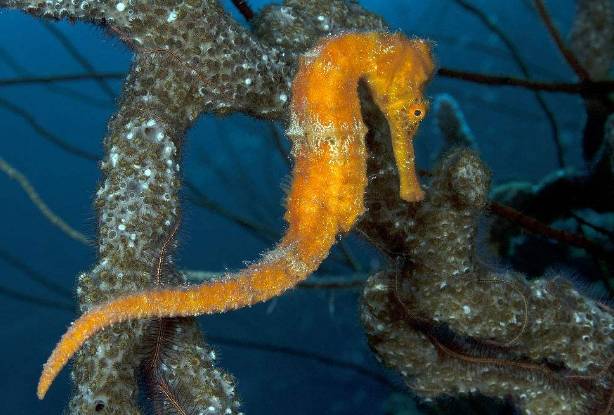 海马入缸几天喂食,海马怎么培植