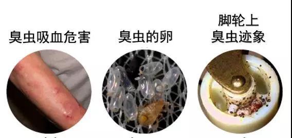 家里有臭虫怎么能彻底消灭,家里有臭虫怎么才能彻底消灭